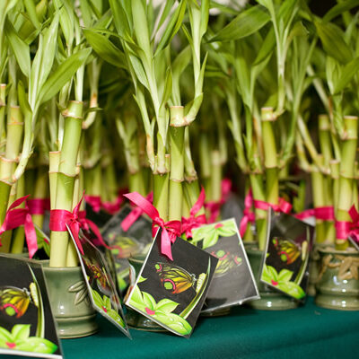 Plantwerks, Susan Harvey, community, green office plants, biophilia, Boston, Metrowest, NH, ME