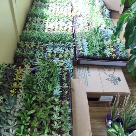 Plantwerks, Nock School, community, green office plants, biophilia, Boston, Metrowest, NH, ME