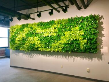 living walls, green walls, green office plants, interior landscaping, office plants, plant maintenance, Boston, NH, ME, Metrowest