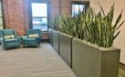 Office environments green office plant dividers for social distancing