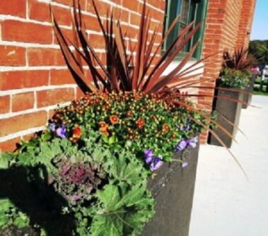 container gardening, potted plants, green office plants, plant maintenance, interior landscaping, biophilia, biophilic design, benefits of green plants, social distancing, office space, Boston, Metrowest, NH, ME, New Hampshire, Maine