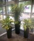green plants, office space, container gardens, Boston, NH, ME