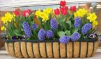container gardens, green office plants, plant maintenance, Boston, Metrowest, Metrowest, ME, NH, Maine, New Hampshire