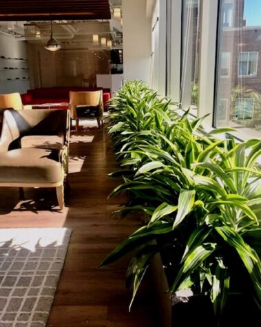 Office plants create a healthy workspace, Plantwerks interior landscaping design and plant maintenance serving Boston, NH, ME