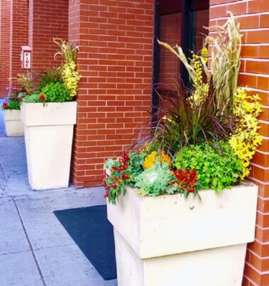 container gardening, potted plants, green office plants, plant maintenance, interior landscaping, biophilia, biophilic design, benefits of green plants, social distancing, office space, Boston, Metrowest, NH, ME, New Hampshire, Maine
