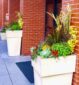 container gardening, potted plants, green office plants, plant maintenance, interior landscaping, biophilia, biophilic design, benefits of green plants, social distancing, office space, Boston, Metrowest, NH, ME, New Hampshire, Maine