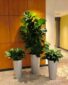 Plantwerks interior landscaping with green plants, office plants, and plant maintenance serving Boston, Metrowest, NH, ME, New Hampshire, Maine