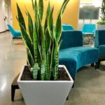 Office environments potted plants