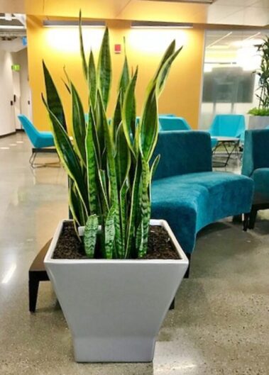 Office environments potted plants