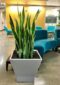 Office environments potted plants