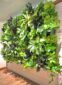 living walls add to the office space with green plants