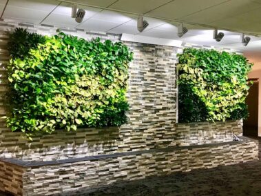 green office plants, green walls, living walls, green walls, interior landscaping, Boston, NH, ME