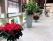 Holiday plants and decorations and seasonal themes add sparkle and excitement to the environment.