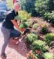 container gardening, potted plants, green office plants, plant maintenance, interior landscaping, biophilia, biophilic design, benefits of green plants, social distancing, office space, Boston, Metrowest, NH, ME, New Hampshire, Maine