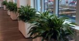 Office environments green plants provide social distancing and natural barriers to the interior environment, plant maintenance