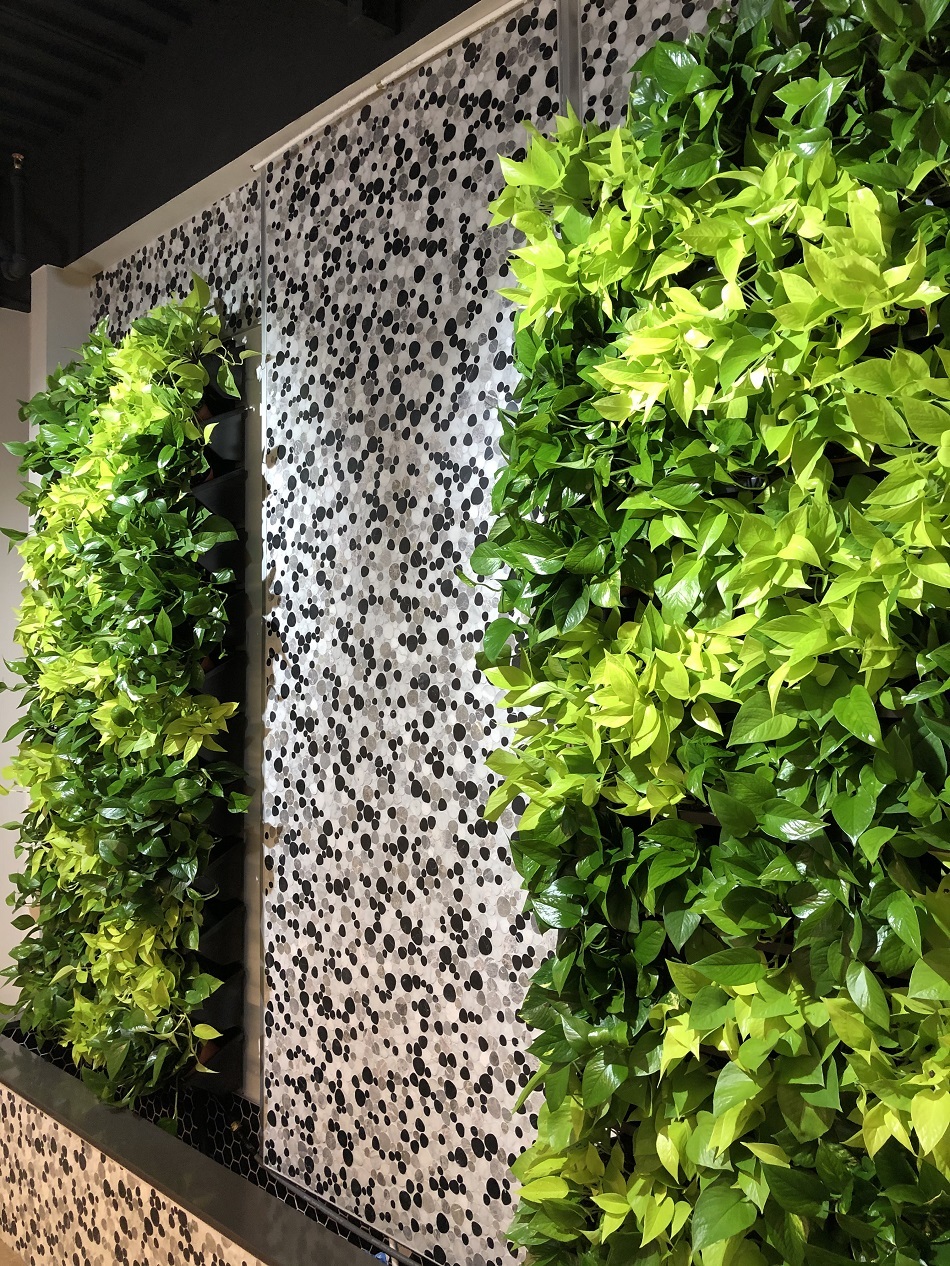 Living green walls, interior landscaping, green office plants, plant maintenance