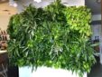 green office plants, green walls, living walls, interior landscaping, Boston, NH, ME