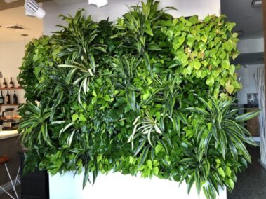 green office plants, green walls, living walls, interior landscaping, Boston, NH, ME