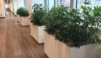 Office environment Interior landscaping include green plants for social distancing in the office.