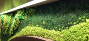 Plantwerks interior landscaping, moss walls