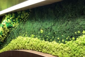 Plantwerks interior landscaping, moss walls