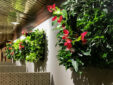 Living walls add color and texture to a space