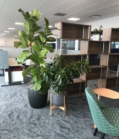 Northeastern University green plants add natural barriers for social distancing