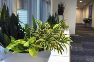 Green planters interior landscaping for office environments