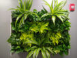 Living walls, green plants, interior landscaping, improves air qualityy
