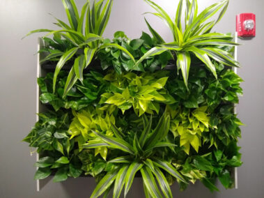 Living walls, green plants, interior landscaping, improves air qualityy