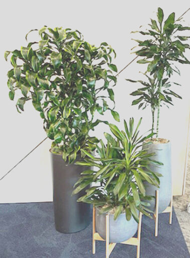 Interior plant grouping