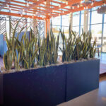 green plant dividers, plant maintenance, interior landscaping