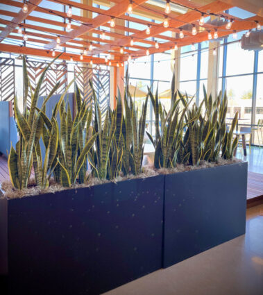 green plant dividers, plant maintenance, interior landscaping